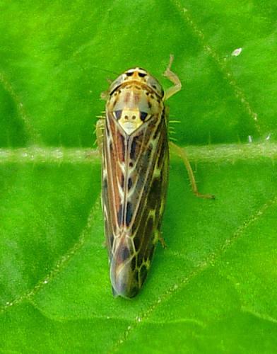 Lamprotettix nitidulus